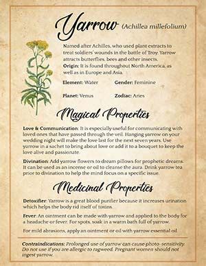 Exploring the Protective Benefits of Juniper in Wiccan Magic